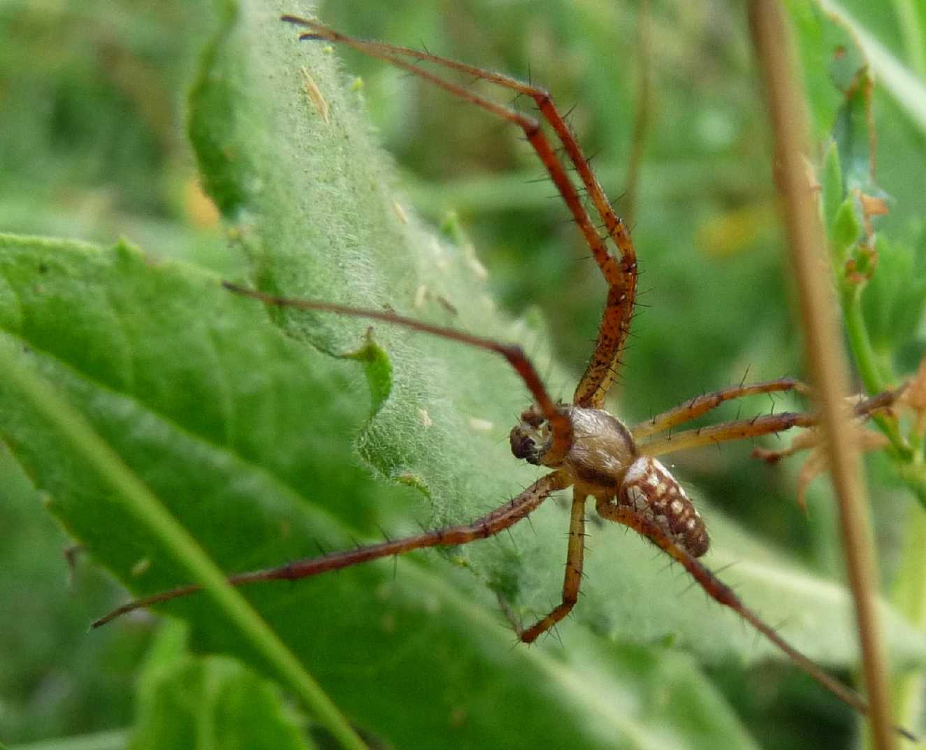 Argiope bruennichi